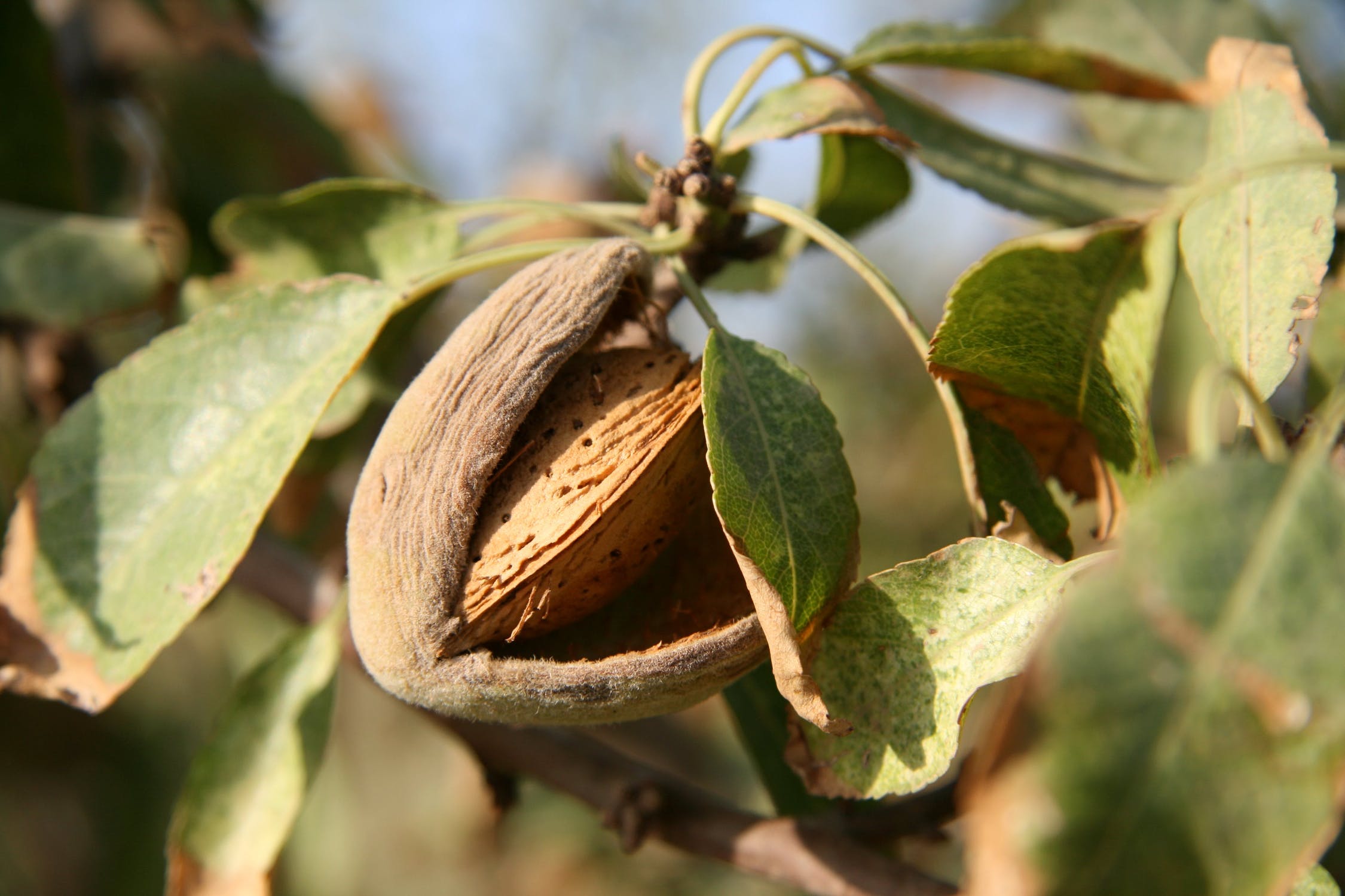 Vibrope X Special Design For Almond Tree Shaker