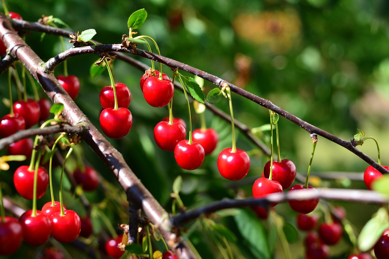 SOUR CHERRY